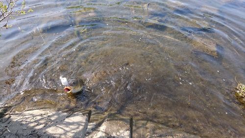 コイの釣果