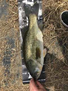 ラージマウスバスの釣果