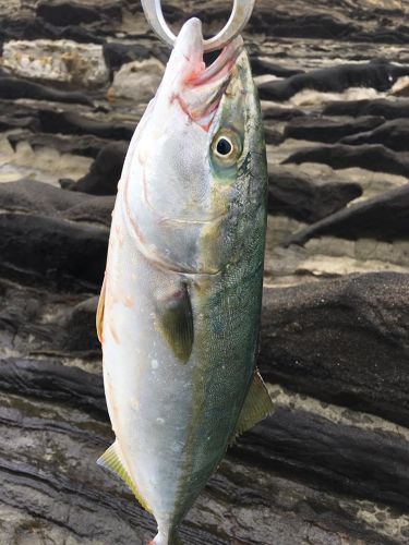 イナダの釣果