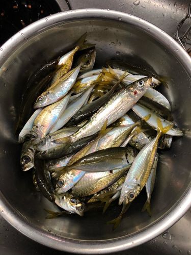 アジの釣果