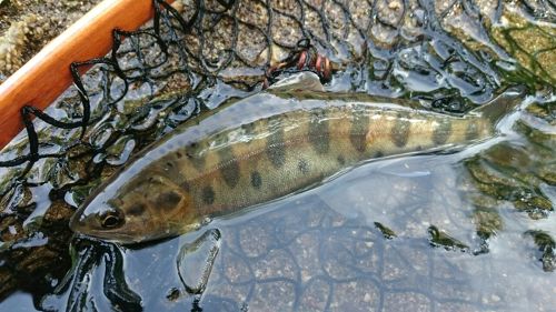 ヤマメの釣果