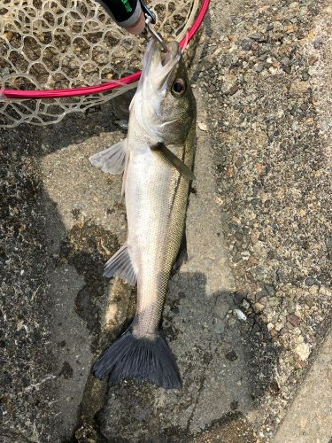 スズキの釣果