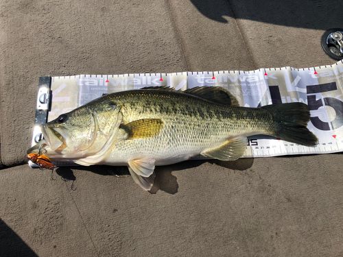 ブラックバスの釣果