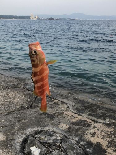 アカミーバイの釣果