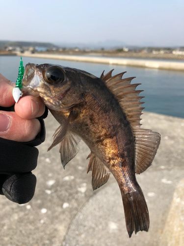 メバルの釣果