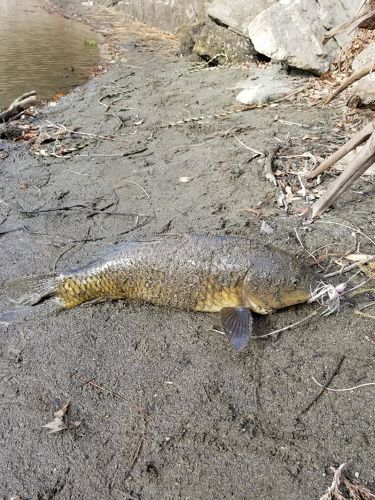 コイの釣果