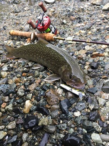 ニッコウイワナの釣果