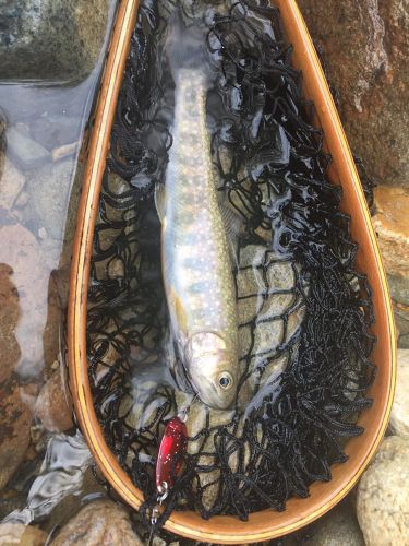 イワナの釣果