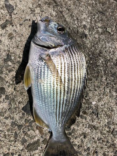 ヘダイの釣果