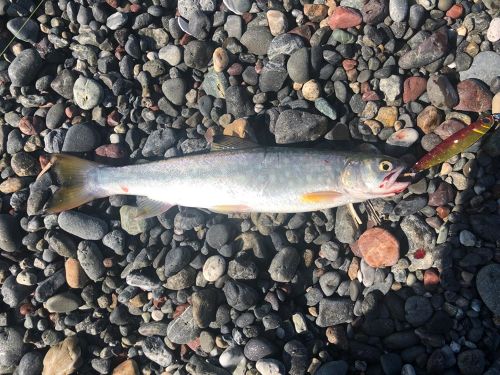 アメマスの釣果