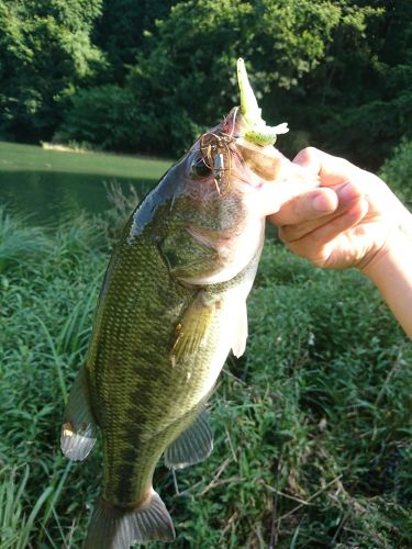 ブラックバスの釣果