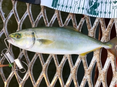 ツバスの釣果