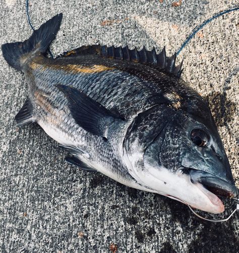 クロダイの釣果