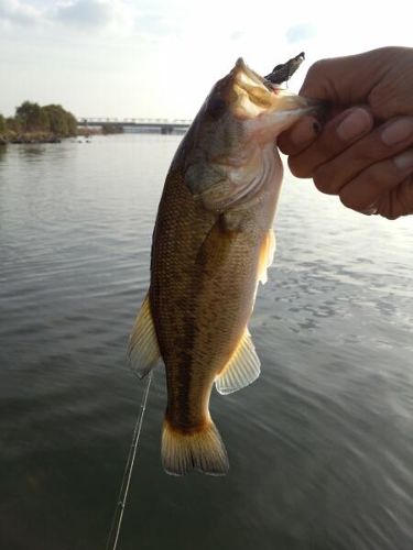 ラージマウスバスの釣果