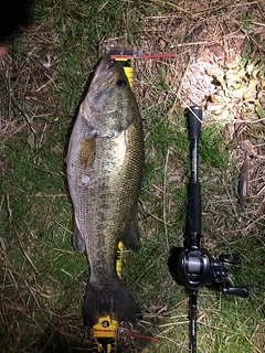 ブラックバスの釣果