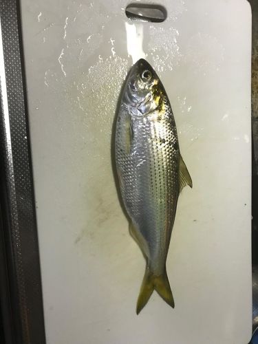 コノシロの釣果