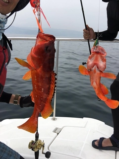 アカハタの釣果