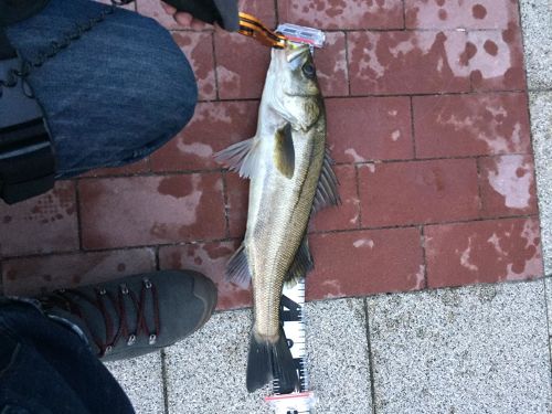 シーバスの釣果