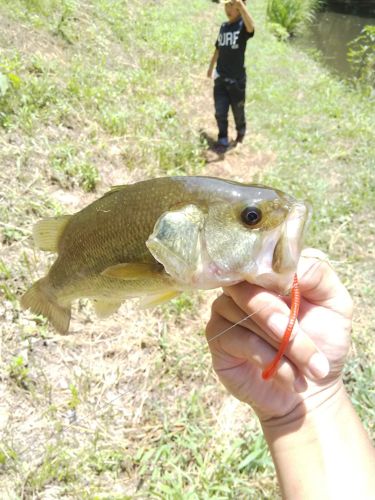 ブラックバスの釣果