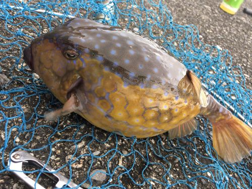 ウツボの釣果