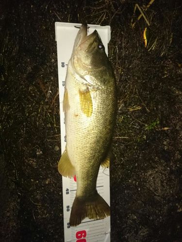 ブラックバスの釣果