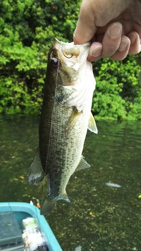 ブラックバスの釣果