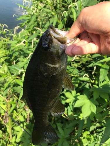 スモールマウスバスの釣果