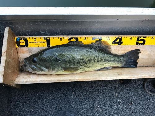 ブラックバスの釣果