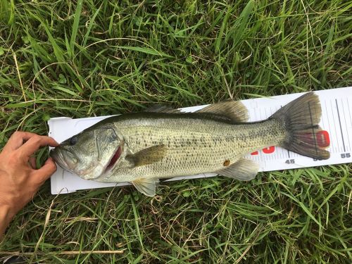 ブラックバスの釣果