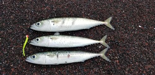 サバの釣果