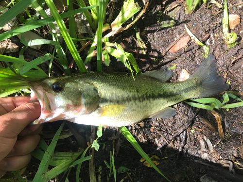 ブラックバスの釣果