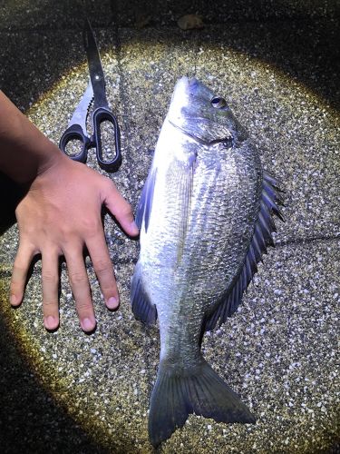 チヌの釣果