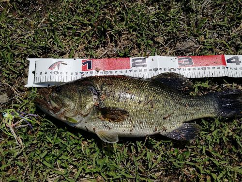 ブラックバスの釣果