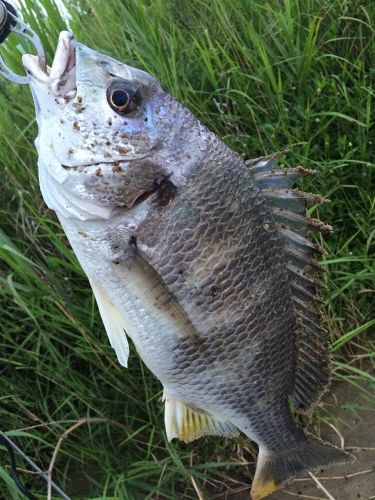 キビレの釣果