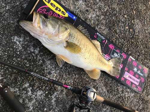 ブラックバスの釣果