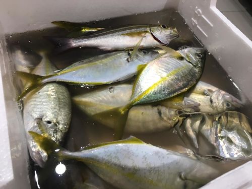 シマアジの釣果