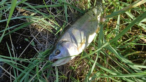 ニジマスの釣果