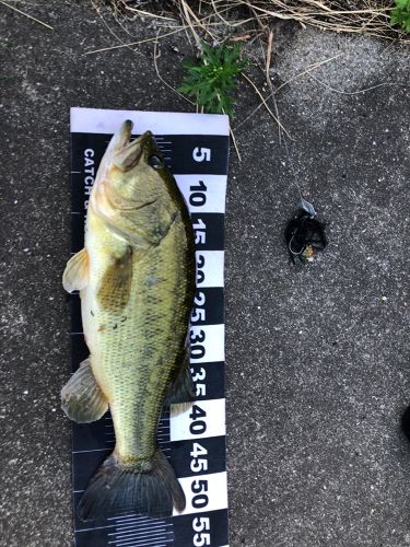 ブラックバスの釣果