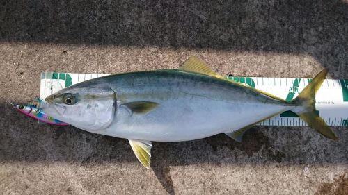 イナダの釣果