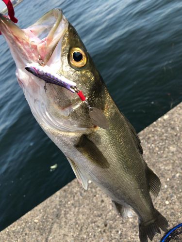 フッコ（マルスズキ）の釣果