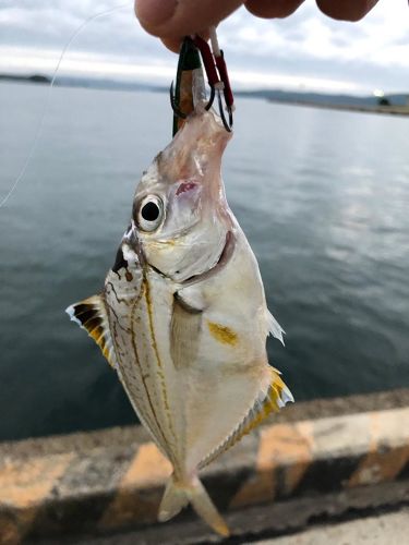 ヒイラギの釣果