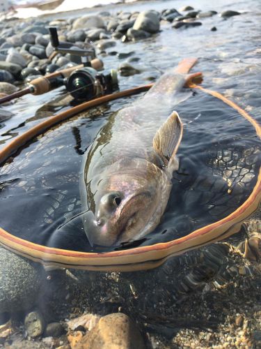 ニッコウイワナの釣果