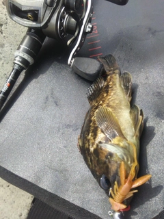 タケノコメバルの釣果