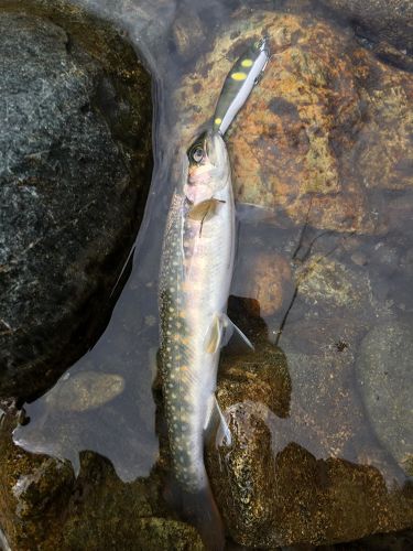 ニッコウイワナの釣果