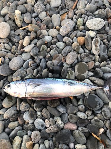 ソウダガツオの釣果