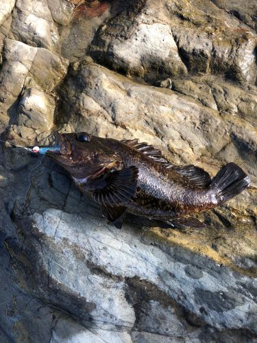 ムラソイの釣果