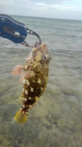 イソゴンベの釣果