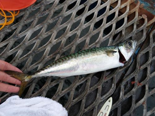 マサバの釣果