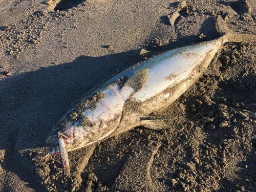 ワラサの釣果