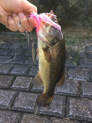 ラージマウスバスの釣果